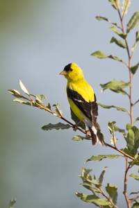 American Goldfinch