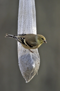 American Goldfinch