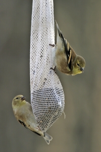 American Goldfinch