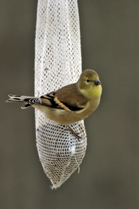 American Goldfinch