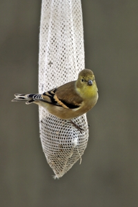 American Goldfinch