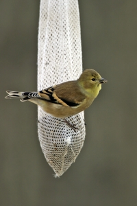 American Goldfinch