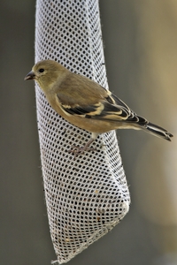 American Goldfinch