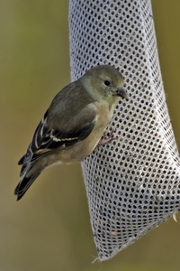 American Goldfinch