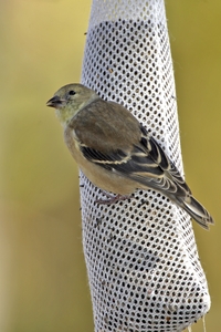 American Goldfinch