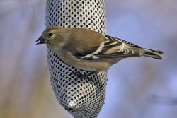 American Goldfinch