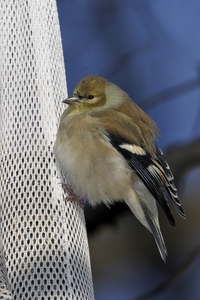 American Goldfinch