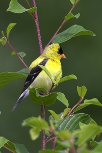 American Goldfinch