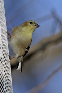 American Goldfinch