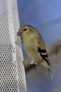 American Goldfinch