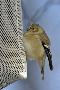 American Goldfinch