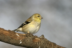 American Goldfinch