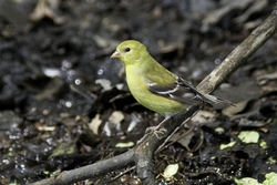 American Goldfinch