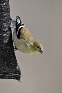 American Goldfinch
