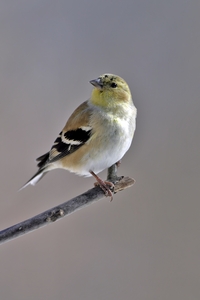 American Goldfinch