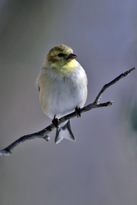American Goldfinch