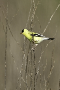 American Goldfinch