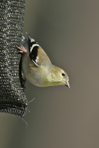 American Goldfinch