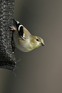 American Goldfinch