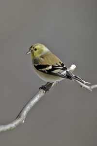 American Goldfinch