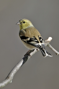 American Goldfinch