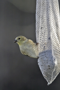 American Goldfinch