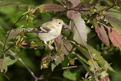 American Goldfinch
