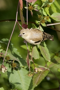 American Goldfinch