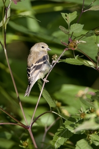 American Goldfinch