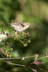 American Goldfinch