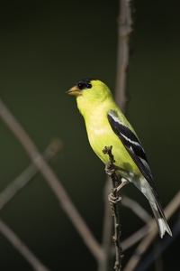 American Goldfinch
