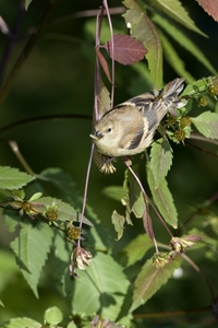 American Goldfinch