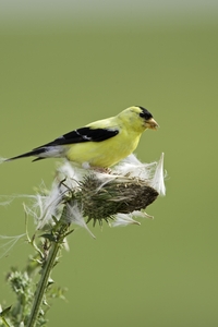 American Goldfinch