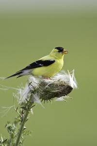 American Goldfinch