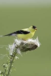 American Goldfinch