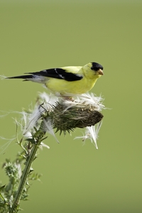 American Goldfinch