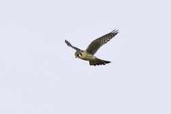 American Kestrel