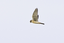 American Kestrel