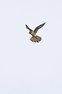 American Kestrel