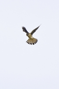 American Kestrel