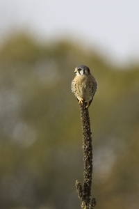 American Kestrel