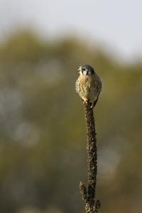 American Kestrel