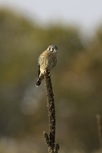 American Kestrel