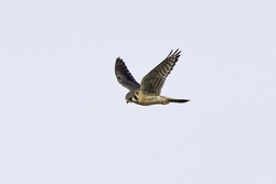 American Kestrel
