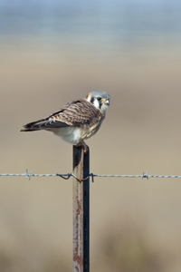 American Kestrel