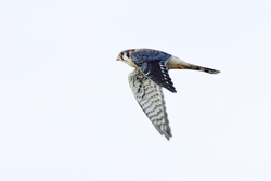 American Kestrel