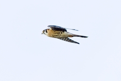 American Kestrel
