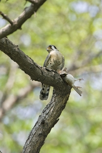 American Kestrel