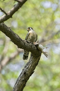 American Kestrel