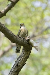 American Kestrel